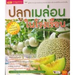 ปลูกเมล่อนในโรงเรือน