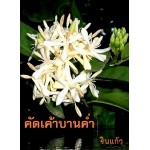 คัดเค้าบานค่ำ  (รินแก้ว)